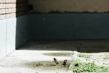 Sparrows drink water from a puddle in the city