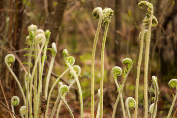 Ferns on a forest floor.  St. Mary's River State Park, Leonardtown, MD, USA.