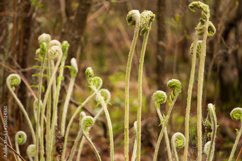 Ferns On A Forest Floor St Mary S River State Park