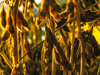 Soybean plant on field in Brazil with selective focus