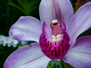 Beautiful close-up of a purple orchid