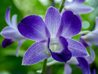 light close-up of a blue orchid