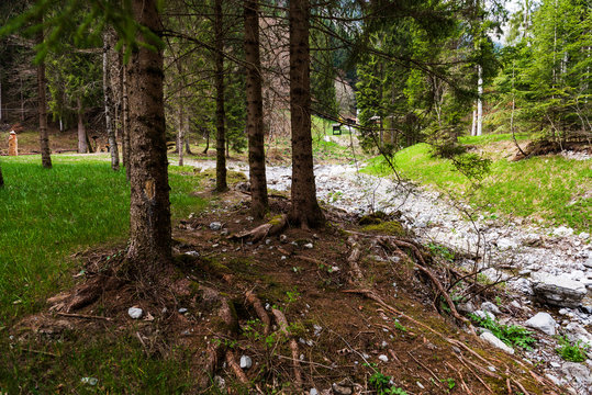 Alberi nel verde bosco in Trentino