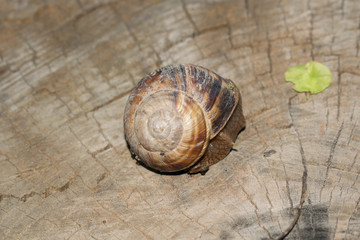 Large snail crayfish on a wooden background in spring crawling for design
