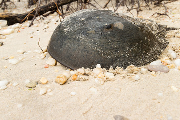 A horseshoe crab on a sandy beach.  Leonardtown, MD, USA.
