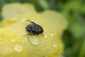 Insetto su petalo di fiore bagnato dalla pioggia