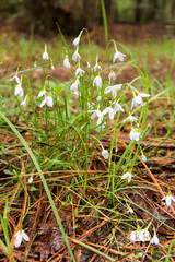 White flowers in a forest.  Leonardtown, MD, USA.