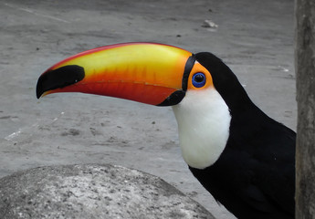 Toucan bird from south American 