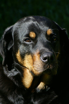 Portrait of a dog rottweiler. Closeup image of a great guard dog. It is a breed of a domestic dog used for search and rescue missions.