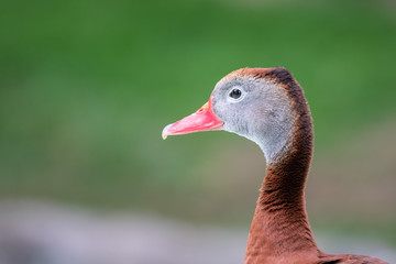 duck