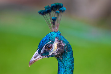 Naklejka premium peacock