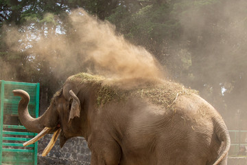 Elephant sand shower