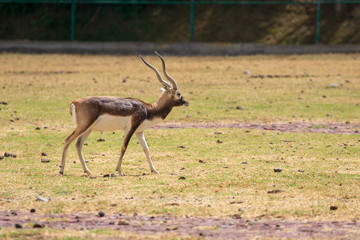 Antelope