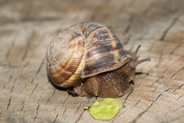 Large snail crayfish on a wooden background in spring crawling for design