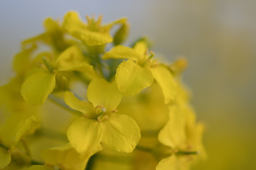 Yellow spring flowers on green background