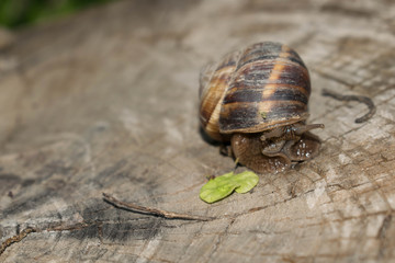 Large snail crayfish on a wooden background in spring crawling for design