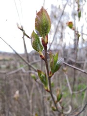 Spring. Nature. Botany. Young branch and leaves of black chokeberry