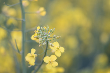 Yellow field of oilseed rape.Field of yellow flowers