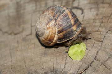 Large snail crayfish on a wooden background in spring crawling for design