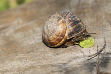 Large snail crayfish on a wooden background in spring crawling for design