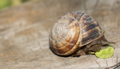 Large snail crayfish on a wooden background in spring crawling for design