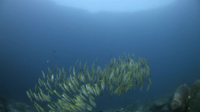 A school of Bigeye Snapper  on a colorful healthy coral reef. South Raja Ampat dive site Parondi Sea Mount 4k footage