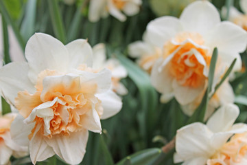 White daffodils with a yellow middle close-up on a background of green grass