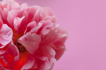 Delicate fluffy pink peony on pink background.