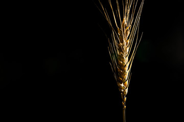 yellow wheat on black background