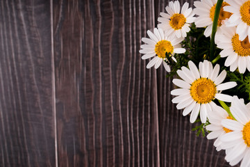 Obraz premium daisies on wooden background