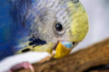 Blue Bubi budgie in portrait photo with yellow head