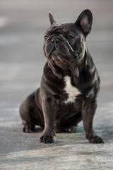Cute sitting french bulldog looking to the left side with his ears up
