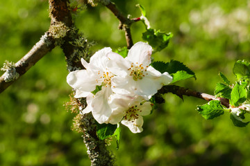 Weiße Apfel Blüte am Baum, mit unscharfem Hintergrund