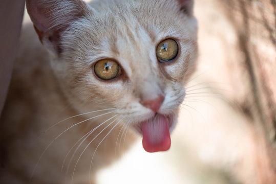 Peque&ntilde;o gato marr&oacute;n juguet&oacute;n