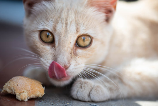 Peque&ntilde;o gato marr&oacute;n juguet&oacute;n