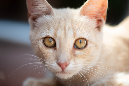 Peque&ntilde;o gato marr&oacute;n juguet&oacute;n