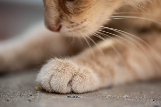 Peque&ntilde;o gato marr&oacute;n juguet&oacute;n