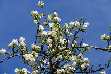Weiße Apfel Blüte am Baum, mit unscharfem Hintergrund