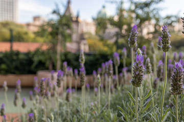 Fototapeta premium Lavender Flowers with background