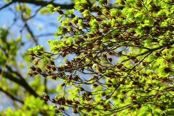 Buche Baum mit Bucheckerhülsen und gezahnten Blättern im Frühjahr