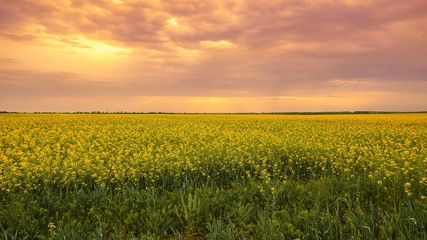 rapeseed flowers bloom in the garden farm