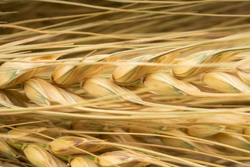 close up wheat seeds