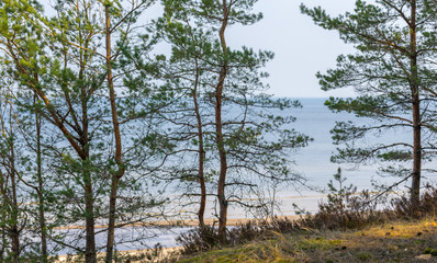 Obraz premium View from the high bank through the pines of the Gulf of Riga in Latvia.