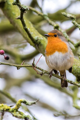Robin on a branch without snow