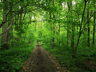 Path in the green forest