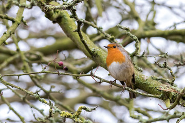 Robin on a branch without snow
