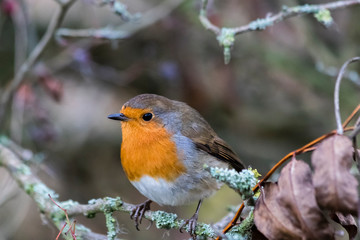 Robin on a branch without snow
