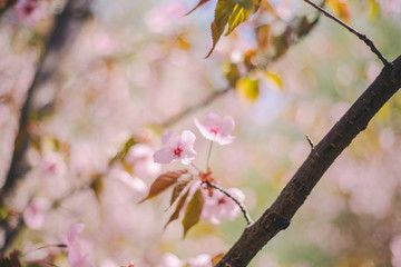 Close up sakura bloom, cherry blossom, cherry tree on a blurred green tree background