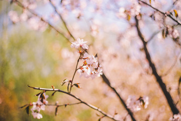 Obraz premium Close up sakura bloom, cherry blossom, cherry tree on a blurred green tree background