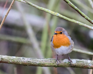 Robin on a branch without snow